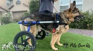 Pets Own Us Large Dog Wheelchair, Rear -Walkin’ Wheels Review