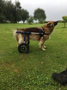Pets Own Us Large Dog Wheelchair, Rear -Walkin’ Wheels Review