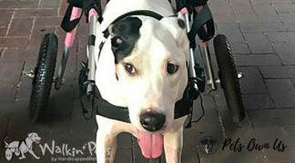 Pets Own Us Large Dog Wheelchair, Rear -Walkin’ Wheels Review