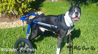 Pets Own Us Large Dog Wheelchair, Rear -Walkin’ Wheels Review