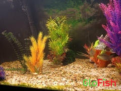 GloFish Albino Corydoras catfish 3pk Review