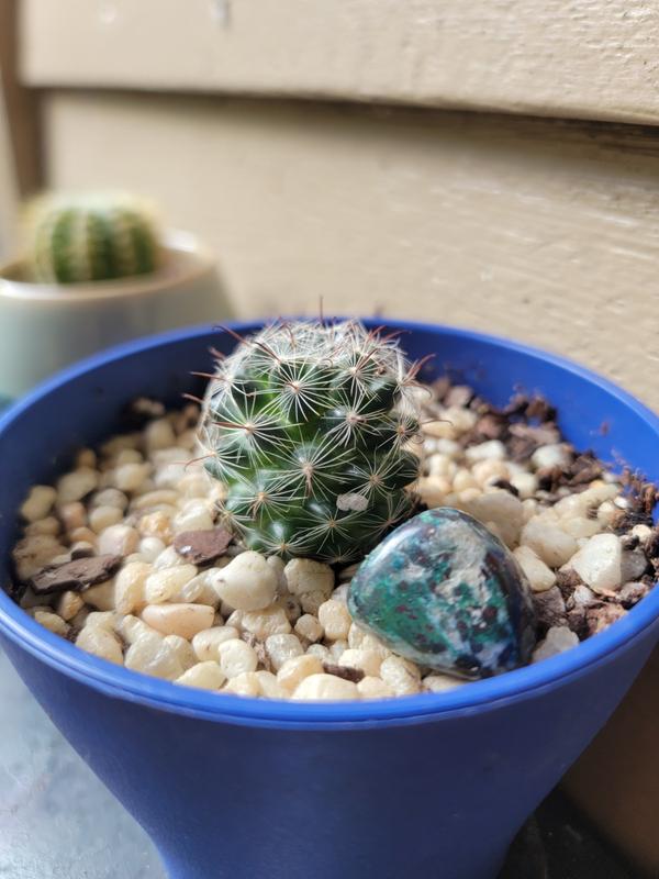 1 Cactus Subscription Box (Growing Kit) – Planet Desert