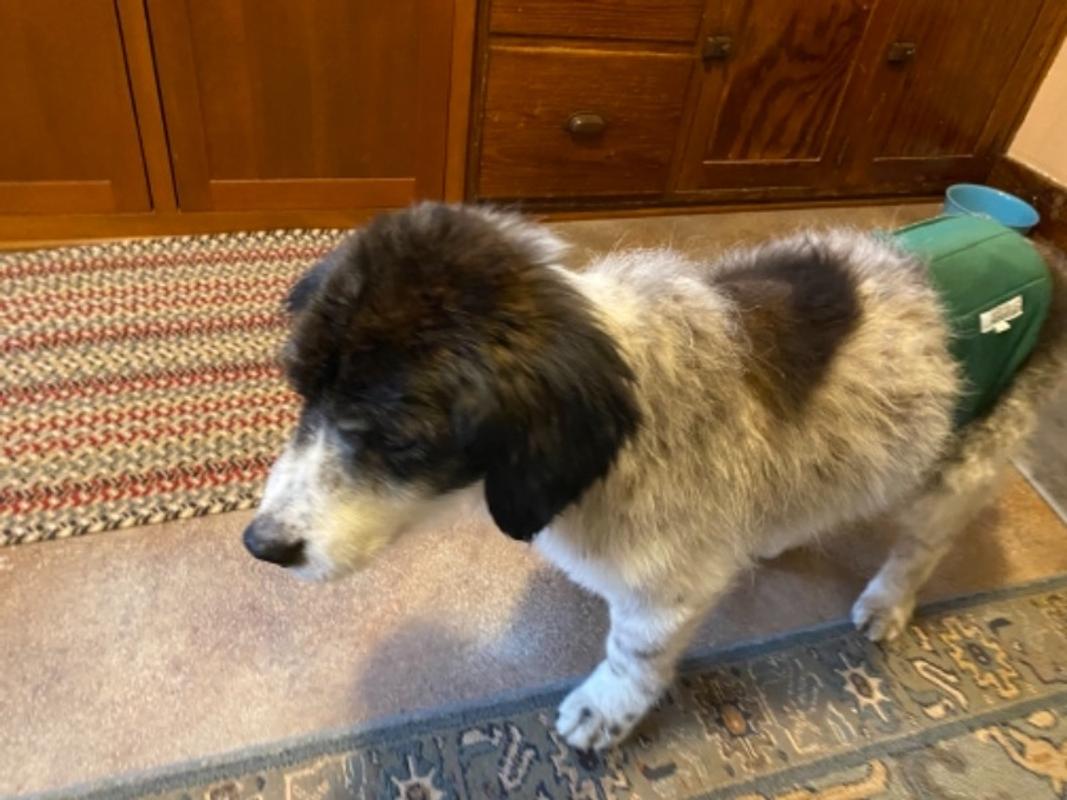 Dog Belly Bands Washable Wonders as Seen on Dragons' Den Dog Quality