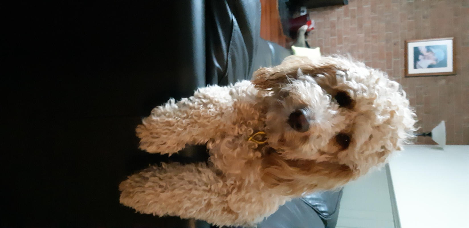 DOG Leave in Conditioner DOG by Dr Lisa