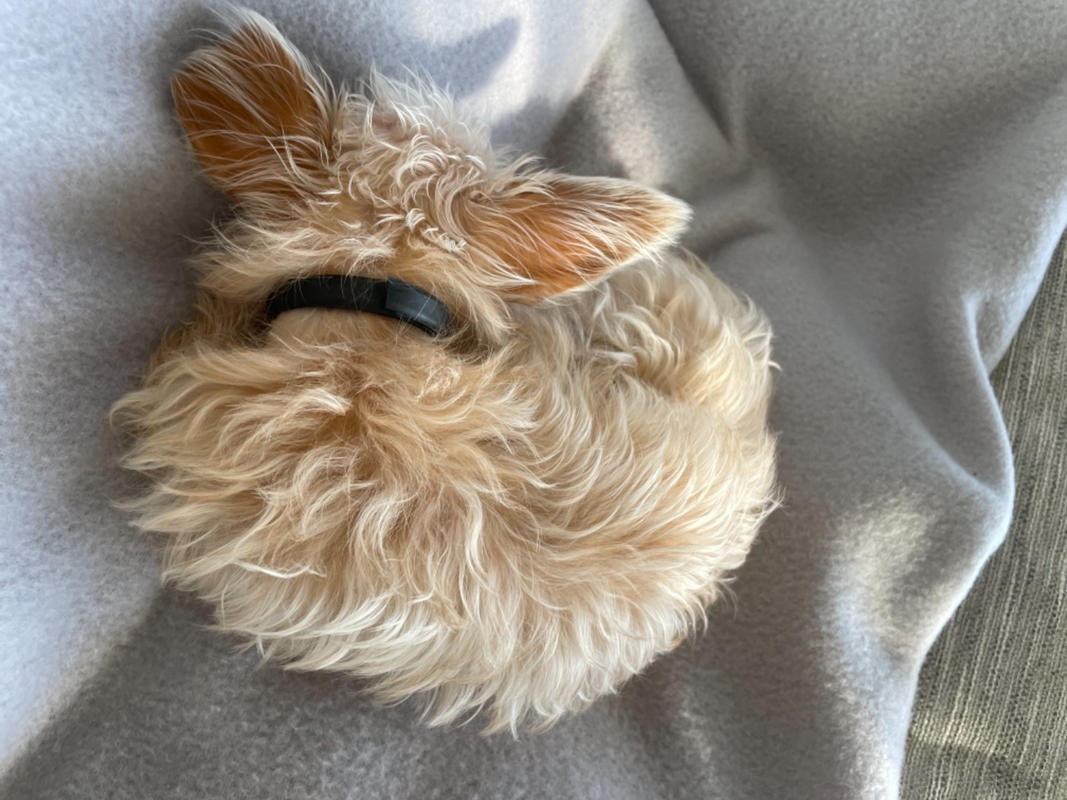 DOG Leave in Conditioner DOG by Dr Lisa