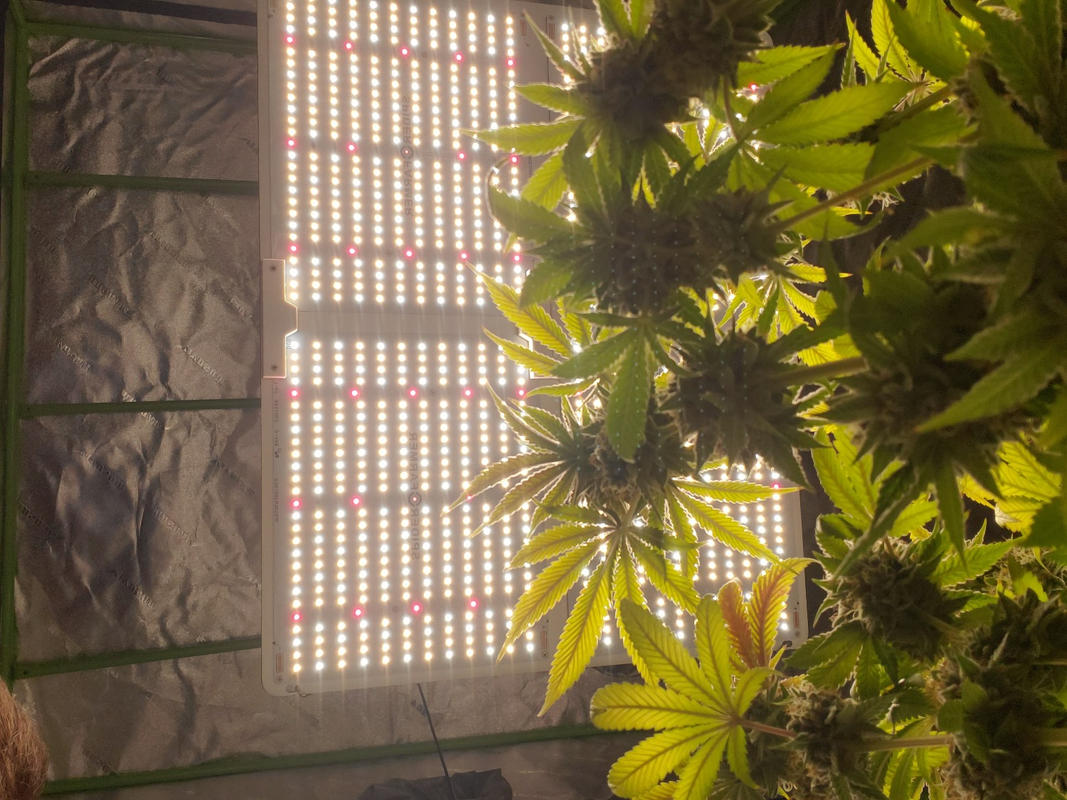 Spider farmer SF4000 Dimmable Full Spectrum Led Grow Light Spider