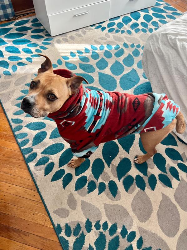 Lids Louisville Cardinals FOCO Printed Dog Sweater