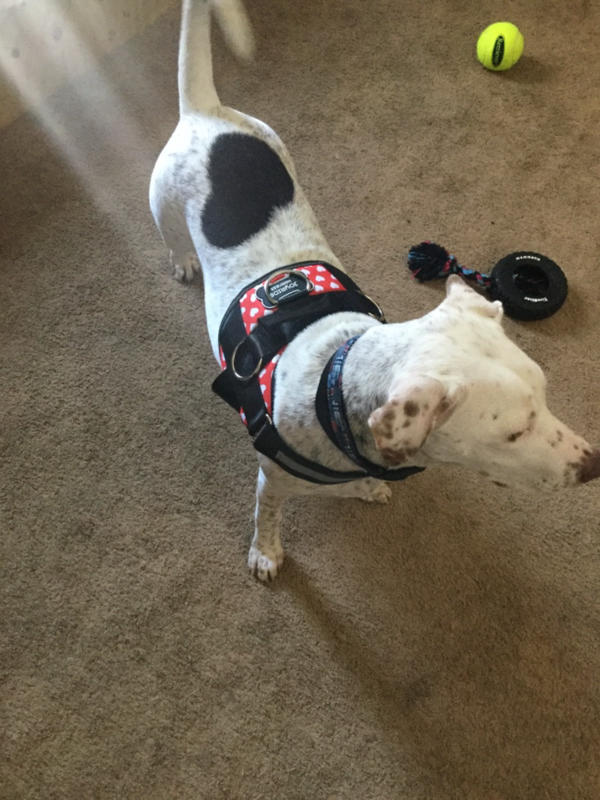 World's Best No Pull Dog Harnesses Fitting Dogs Big to Small Joyride