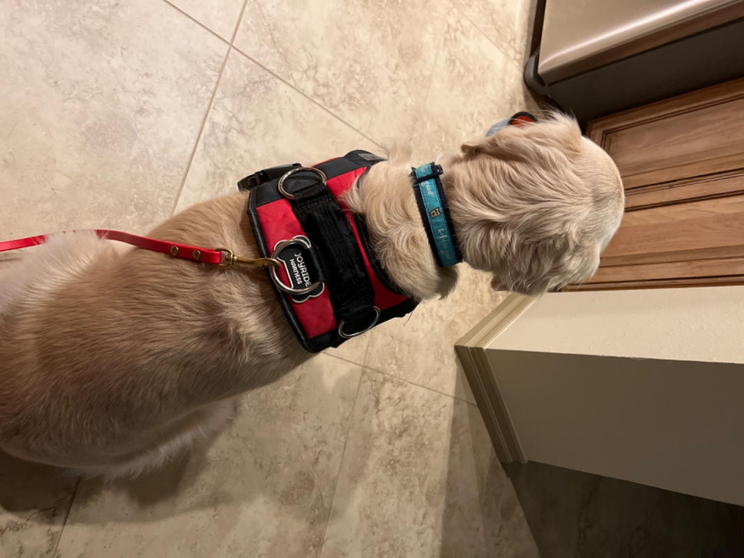 Purple Dog Harness Purple Plaid Joyride Harness