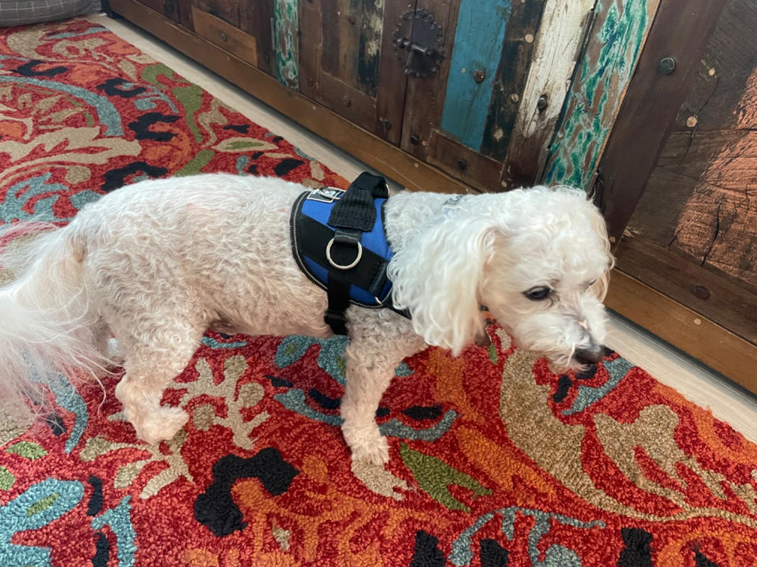 No Pull Dog Harness Best Dog Harness Joyride Harness