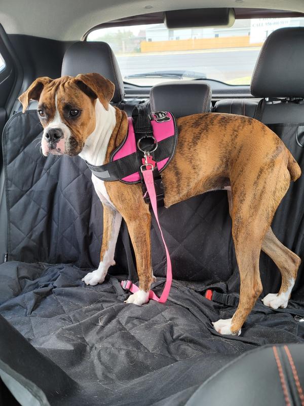 World's Best No Pull Dog Harnesses Fitting Dogs Big to Small Joyride