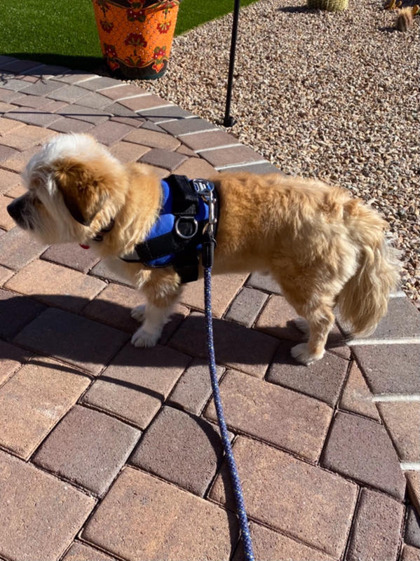 World's Best No Pull Dog Harnesses Fitting Dogs Big to Small Joyride