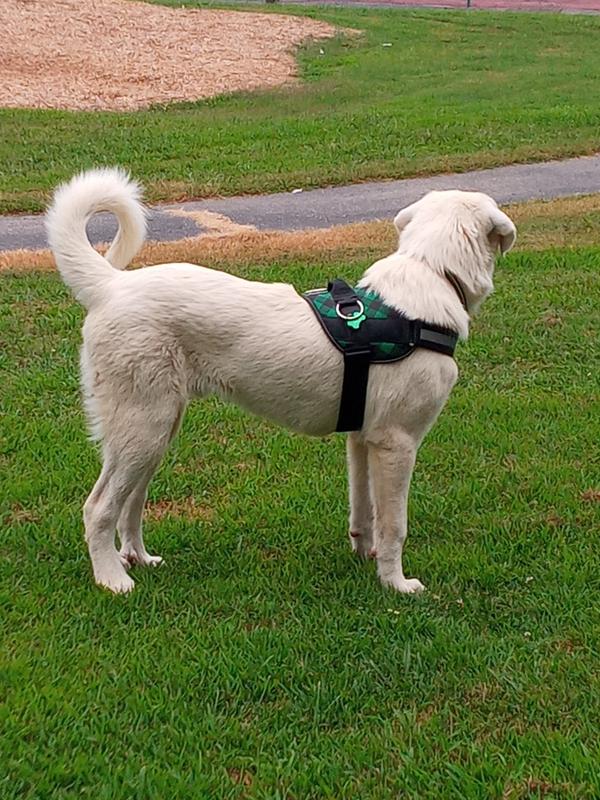Joyride Harness The World's Best No Pull Dog Harness