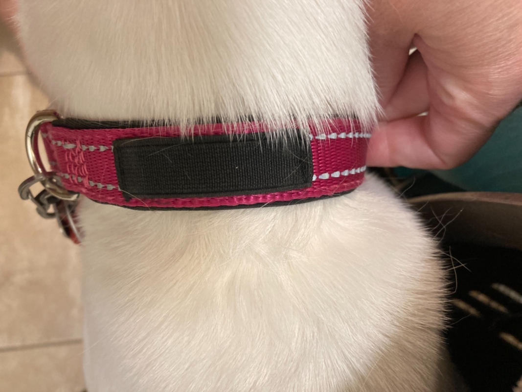 Joyride Harness The World's Best No Pull Dog Harness