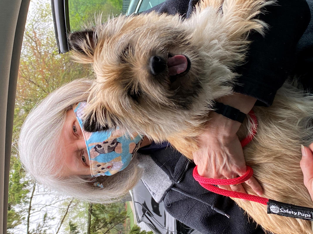 World's Best No Pull Dog Harnesses Fitting Dogs Big to Small Joyride