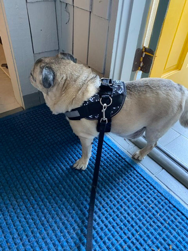 Joyride Harness The World's Best No Pull Dog Harness