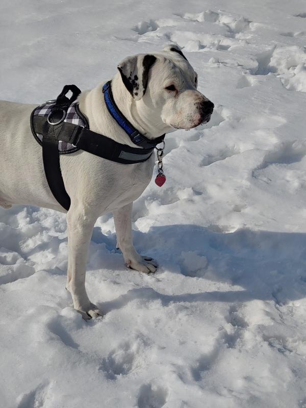 Holiday Sweater Dog Harness Joyride Harness
