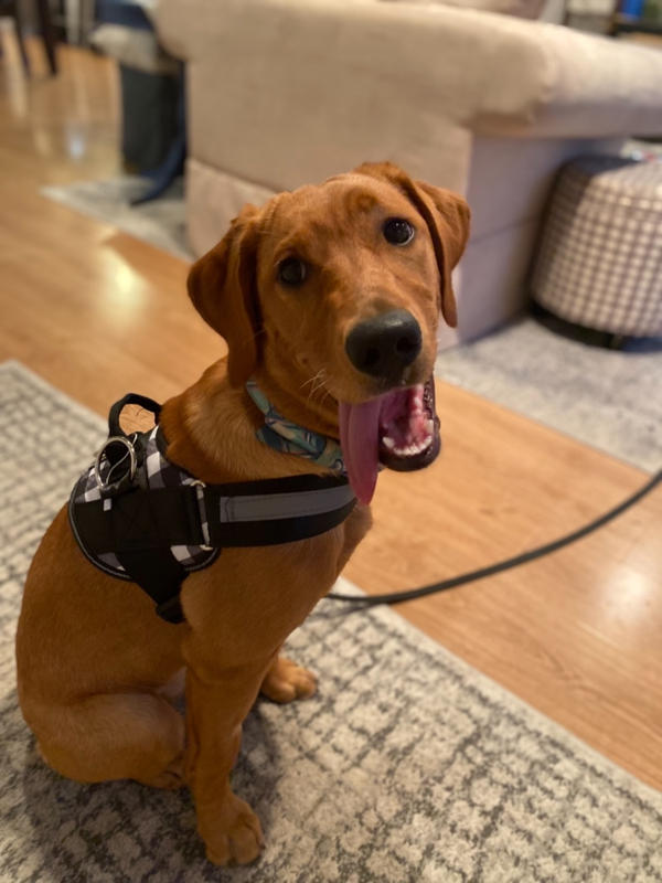 Dog Seat Belt Harness Joyride Harness