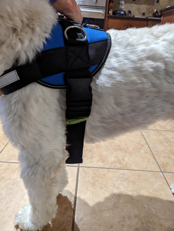 Dog and Cat Deshedding Glove Joyride Harness