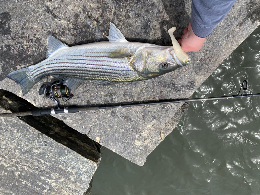 Swimbait Hooks-Striped Bass Fishing