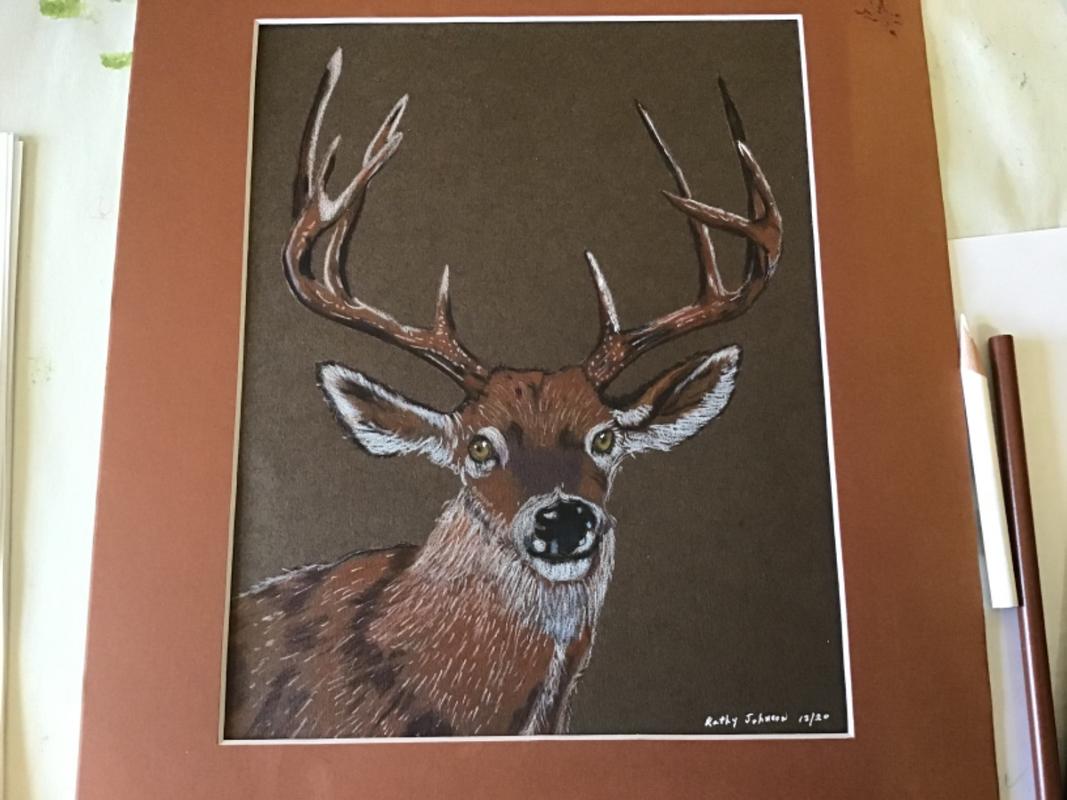 Colour Pencil By Number Kit  WHITETAIL BUCK Deer 9" X 12"