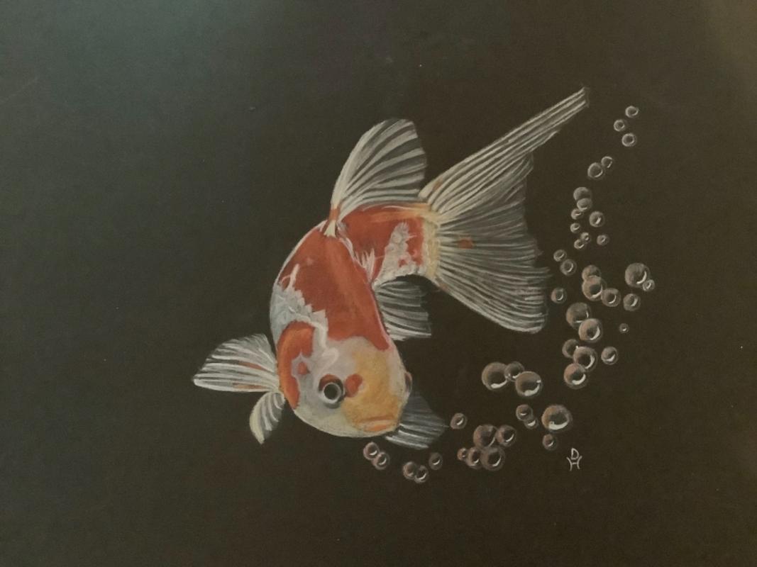 22 Awesome Koi Fish Drawings for New Artists - Cool Kids Crafts