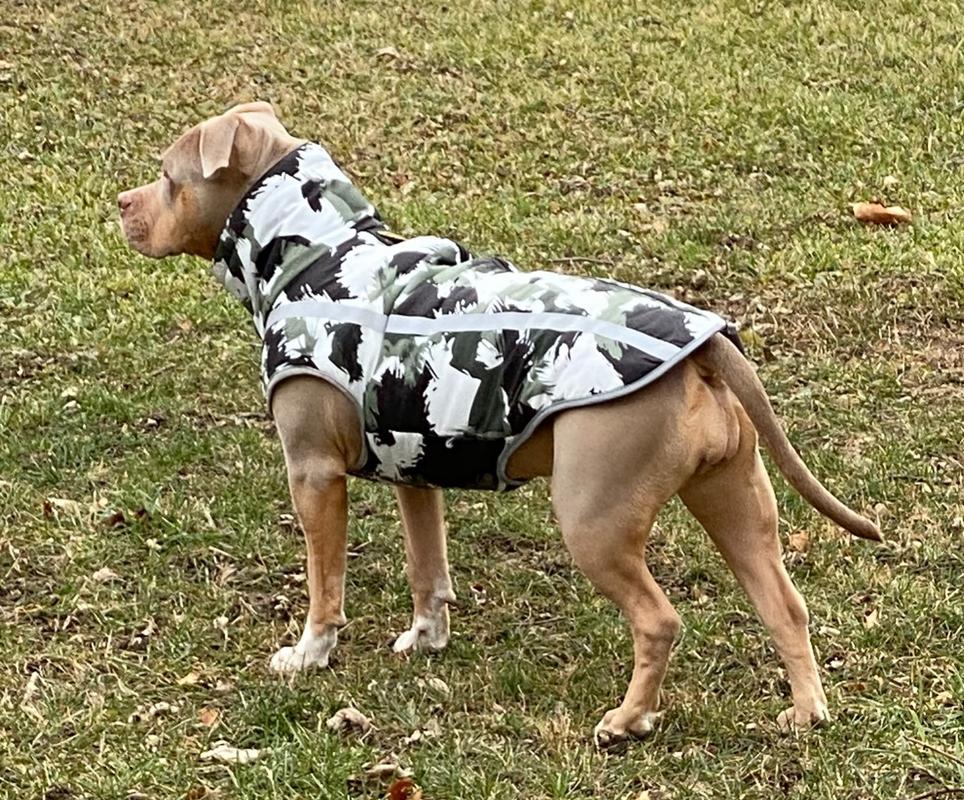 12Inch Jumbo Bully Stick Best Bully Sticks