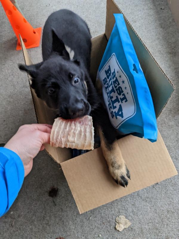 Rawhide Alternatives For Dogs Best Bully Sticks, 40 OFF