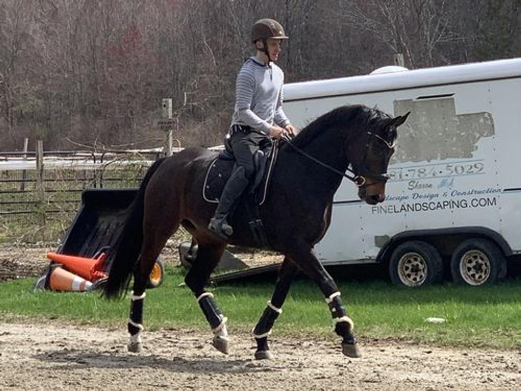 Riding Lightweight & Impact-Absorbing Wrap Eventing Kavallerie Dressage Horses Boots: Fleece-Lined Faux Leather Woof Brushing Boots for Training Quick Wear for Breathable Jumping 