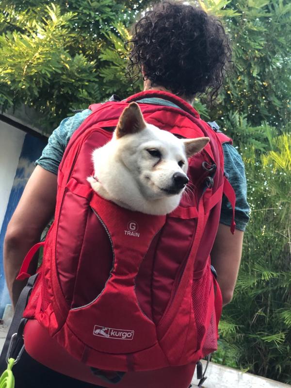 Mochila Backpack para Cargar a tu Perro Roja Kurgo La Tienda de Frida Chelsee