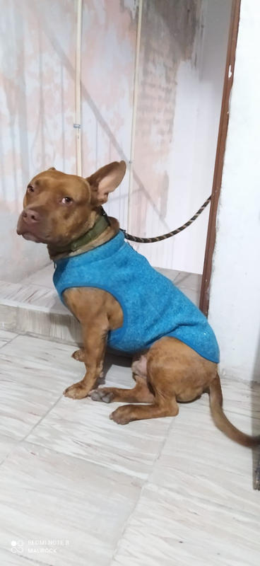 Suéter para Perro de Punto Polar Azul de — La Tienda de Frida & Chelsee