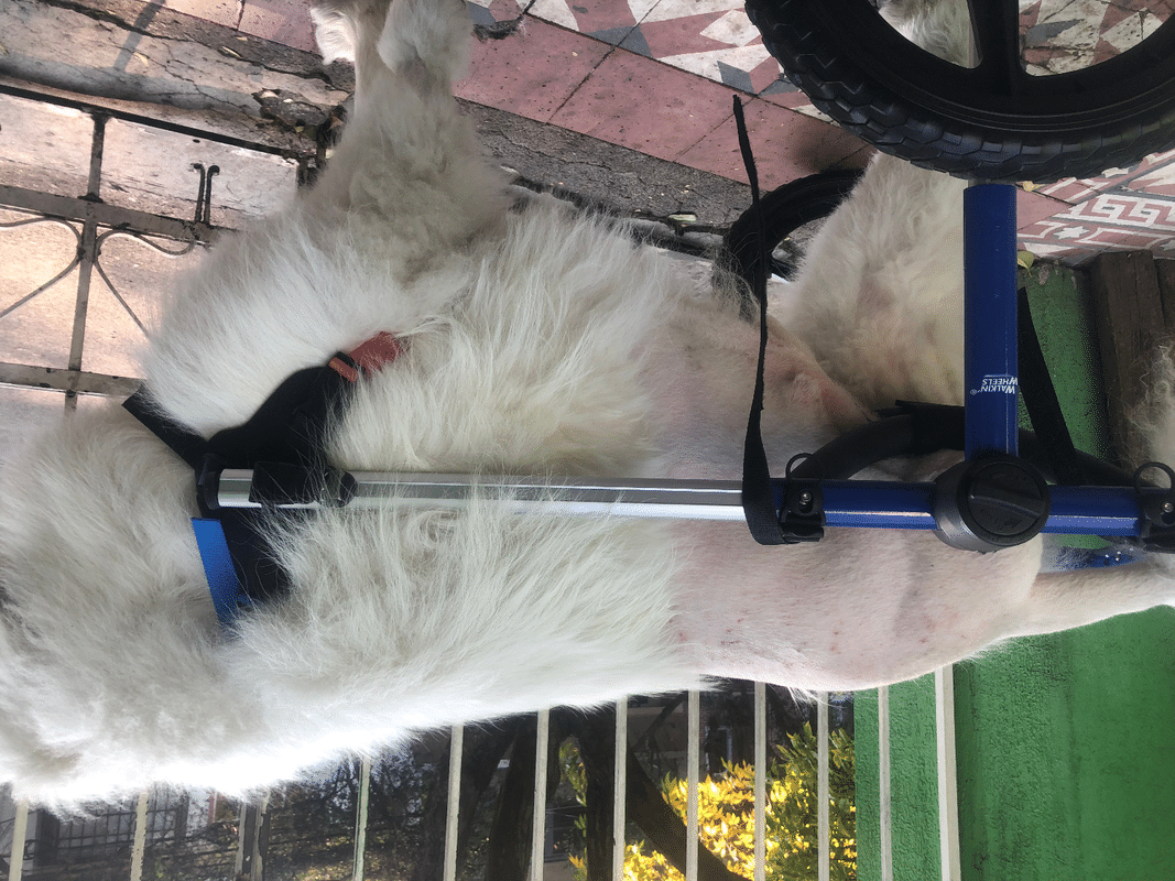 Carrito ajustable para perro/silla de ruedas, sillas de ruedas para perros  pequeños/medianos, ayudas de movilidad para perros y gatos para patas