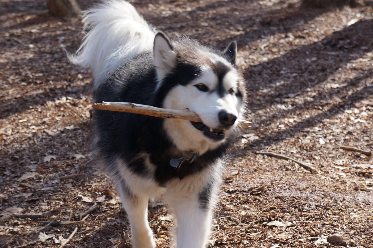 Green Lipped Mussel For Dogs Powder Vet Approved Boost Mobility