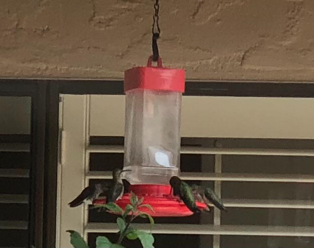 More Birds® Bird Health+™ Clear Liquid Hummingbird Nectar Concentrate,