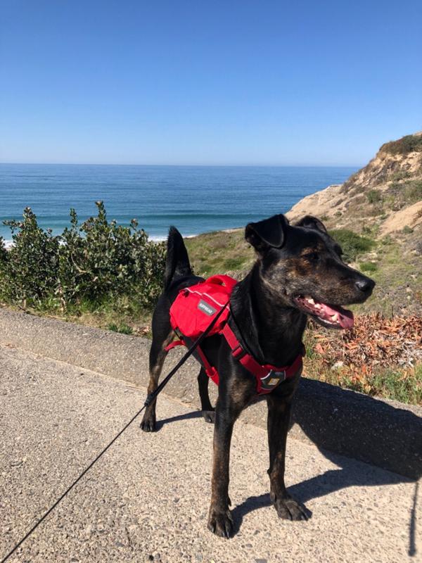ruffwear singletrak dog pack