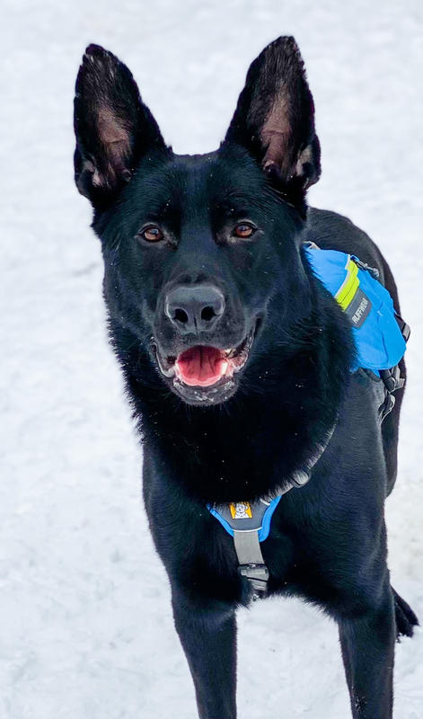 ruffwear singletrak