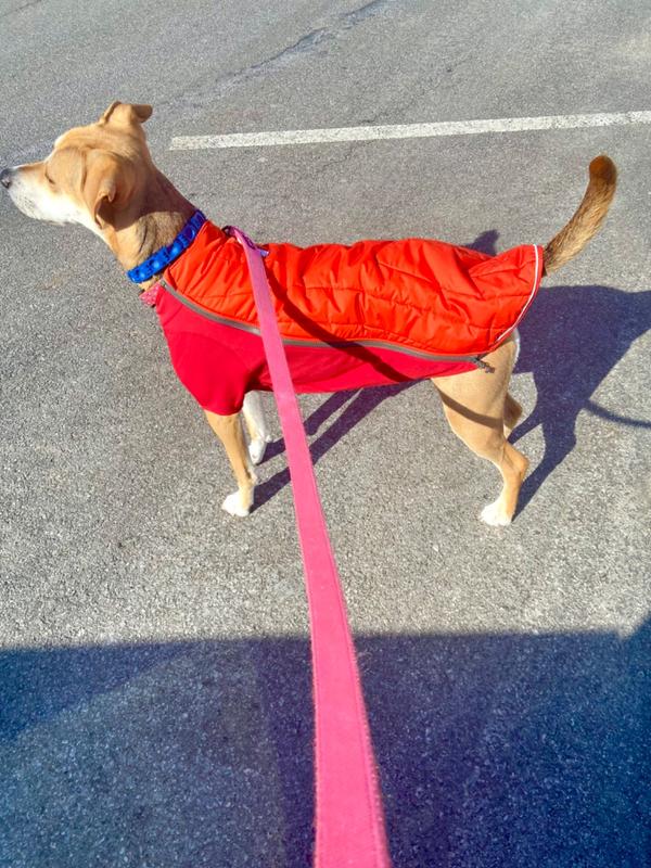 Water Resistant Cold Weather Coat for Dogs 05701-601S2 XXS RUFFWEAR Sockeye Red Powder Hound Insulated