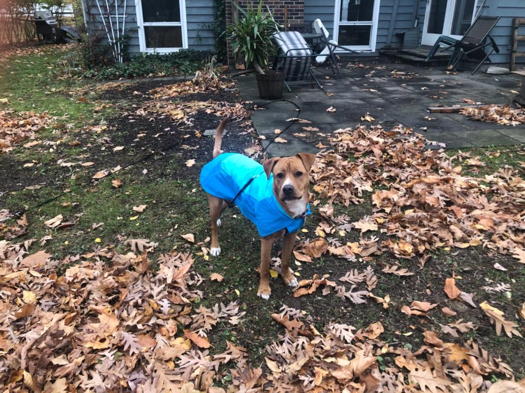 vert jacket ruffwear