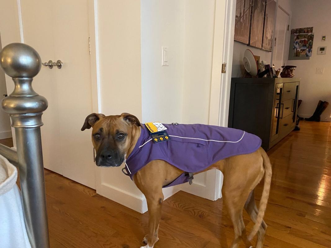 ruffwear overcoat jacket