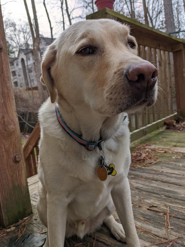 ruffwear half check collar