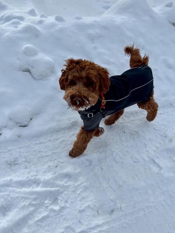 ruffwear cloud chaser soft shell jacket