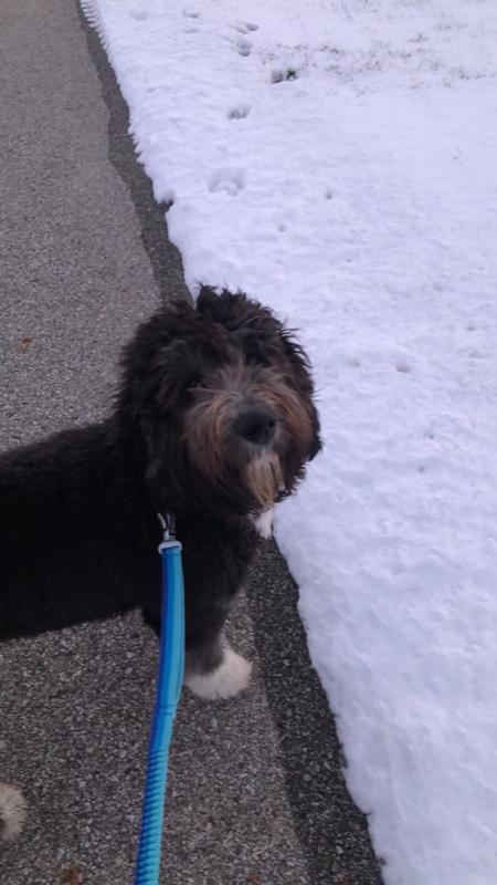 ruffwear running leash