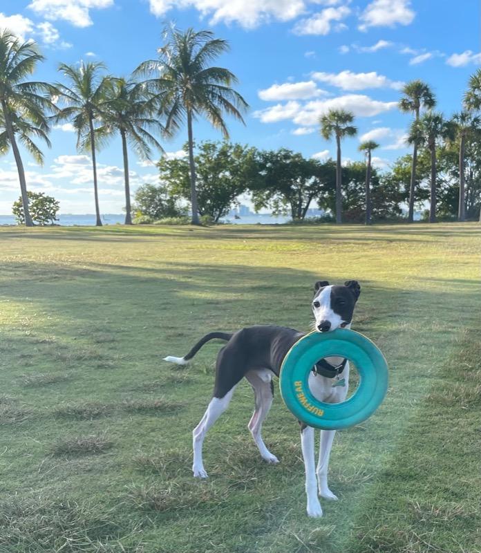 ruffwear frisbee