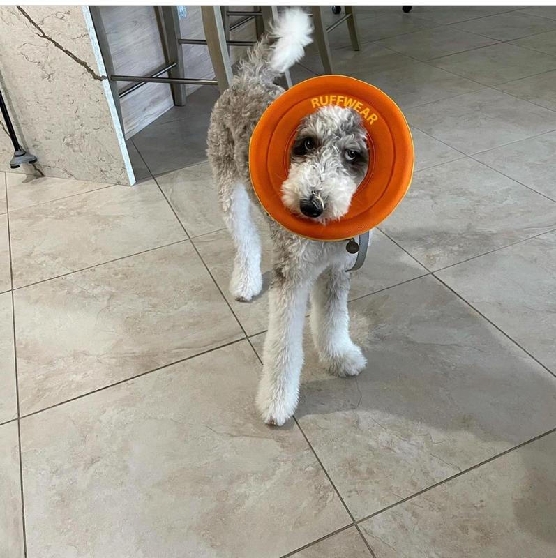 ruffwear dog frisbee