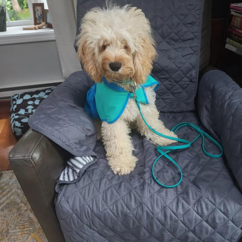 Dog Raincoat | Waterproof Jacket for Dogs