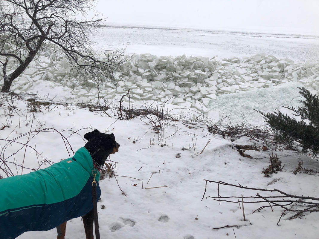 ruffwear vert dog jacket