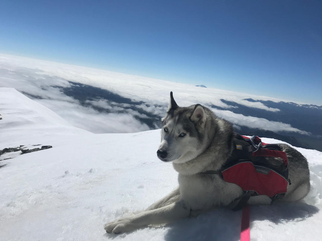 ruffwear webmaster pro harness