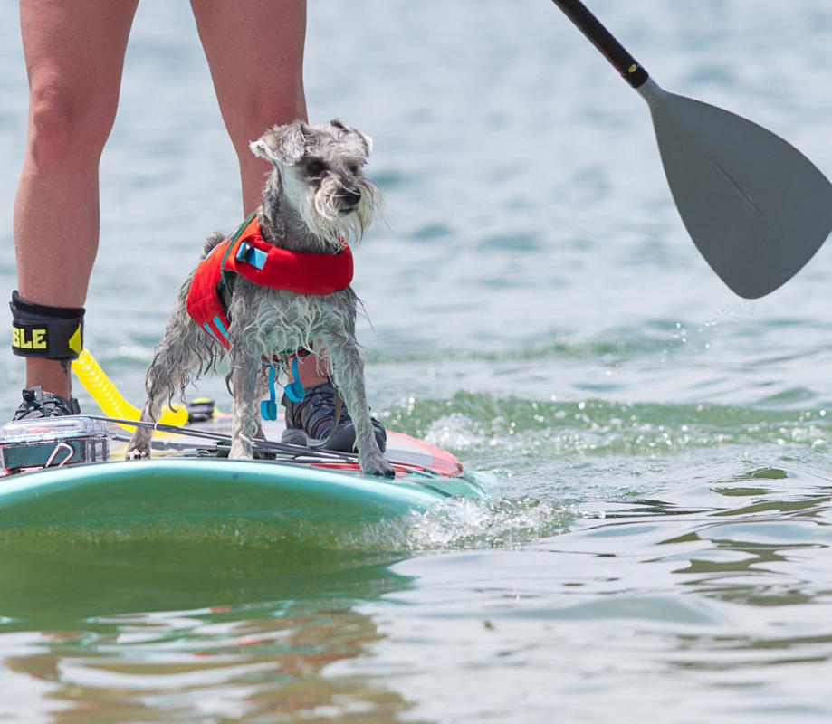 ruffwear k9 life jacket