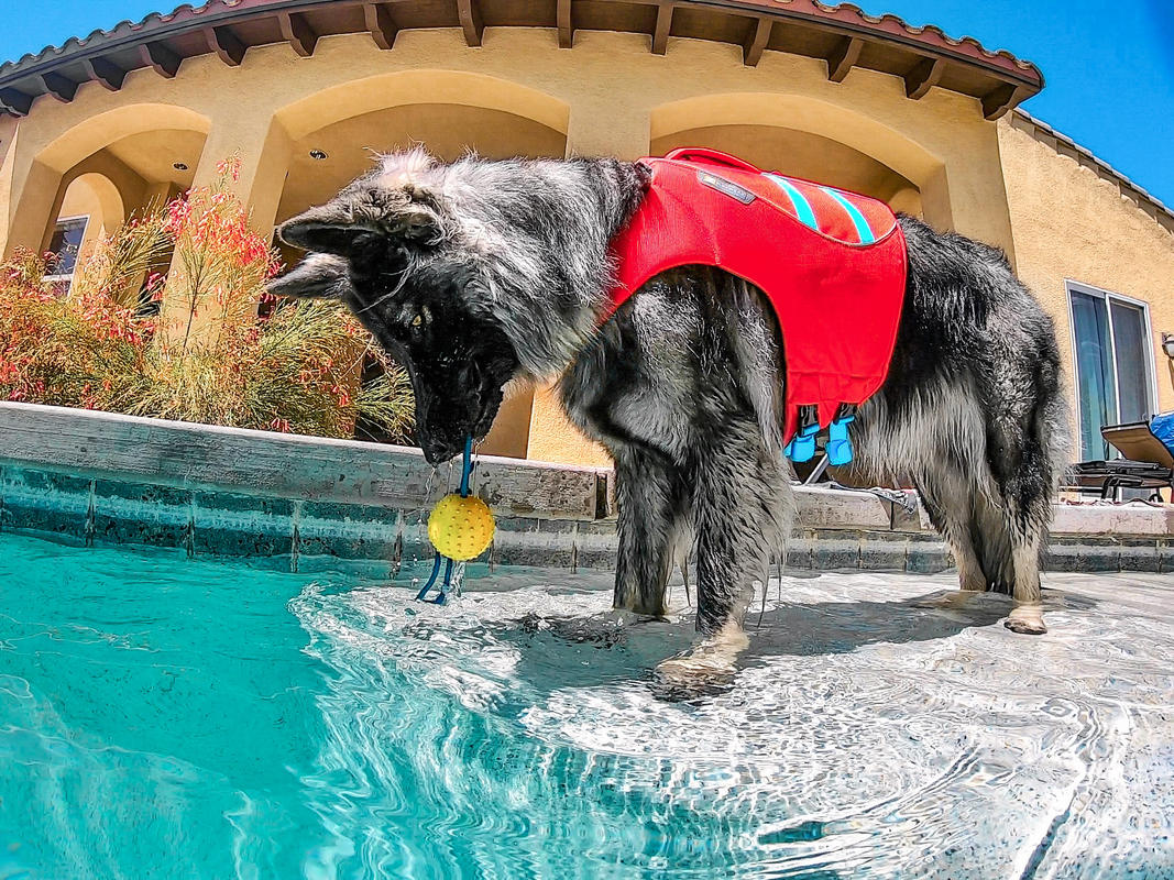 ruffwear float coat sizing