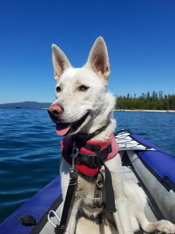 ruffwear float coat sizing